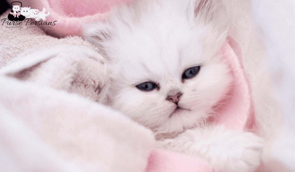 Silver Chinchilla Persian Kittens: Appearance, Personality, Grooming and Care Guide