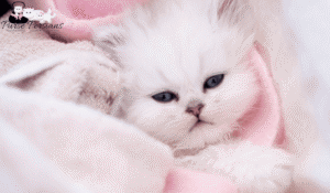 Silver Chinchilla Persian Kittens: Appearance, Personality, Grooming and Care Guide
