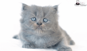 White Persian Kittens with Blue Eyes: Appearance, Care and Choosing the Right Kitten