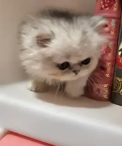 fff